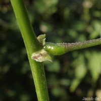 Lablab purpureus (L.) Sweet